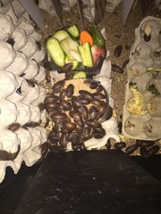 Large dubia roaches