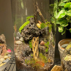 QTY 5 Lava rock 3.5″ to 5″ fish decor, terrarium rocks, organic, natural stone