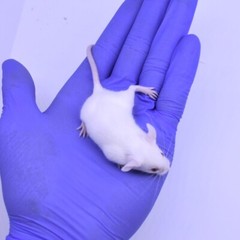 Frozen Feeder Mice: 15 Weanling Mice -FREE S&H -MiceDirect !!! Rodents! Reptiles