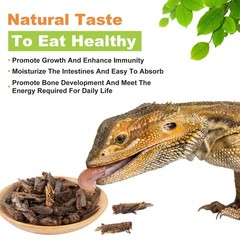 Dried Grasshoppers for Reptiles – All Natural High Protein Insect Treats for …