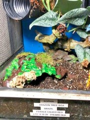 Arboreal Attitudes Weighted Ground Hides For Terrariums And Cages For Reptiles