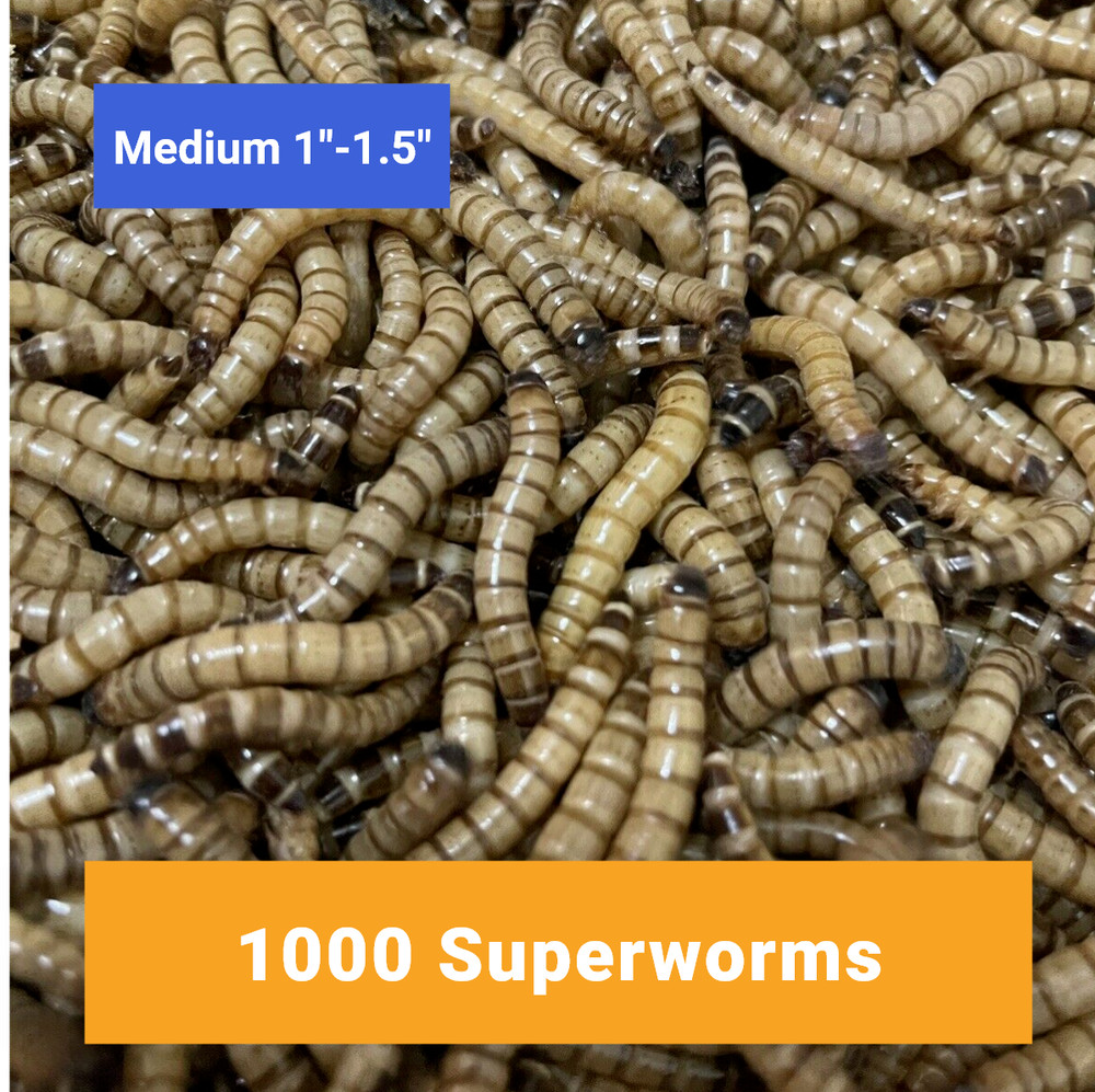1000 MEDIUM SUPERWORMS 1″-1.5″ – Free Shipping, Live Arrival Guarantee
