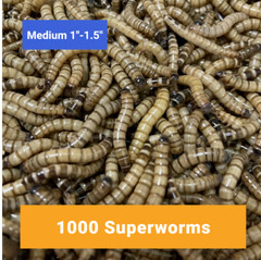 1000 MEDIUM SUPERWORMS 1″-1.5″ – Free Shipping, Live Arrival Guarantee