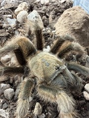Oklahoma Brown Tarantula (Aphonopelma hentzi) – 4-5.5 in