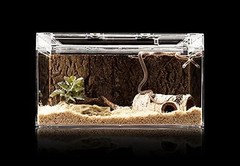 Artificial Birch Log Hide Reptile Shelter Leopard Gecko Young Bearded Dragon …