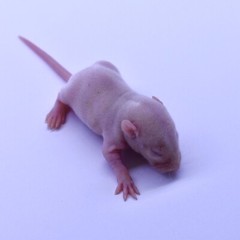 100 Frozen Feeder Rat Fuzzies -FREE S&H -MiceDirect Rodents! Reptiles Snake Food