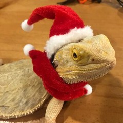 Bearded Dragon Santa Hat and Scarf Costume for Lizard Reptile Ferret Xmas Hat