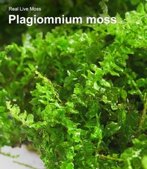 Live Moss Duo Pack 2 Types of Real Live Sheet/Sphagnum Moss Terrariums Terrarium