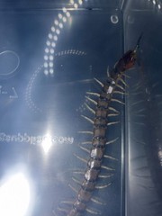 Green Bark Centipede (Hemiscolopendra marginata) – 2-3 in