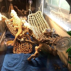 Bearded Dragon Tank Hammock,Natural Seagrass Reptile Lounger Hammocks Decor