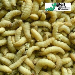 250 Count Live Waxworms, Wax worms Fishing, Reptile Feeders, Free Shipping