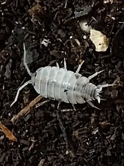 35+ ct Live Color Mix Isopods (Porcellionides Pruinosus) Bioactive Vivarium Bugs