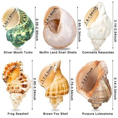 6PCS Medium Large Hermit Crab Shells | Natural Sea Conch Size 2.3″ – 3.5″, Op…