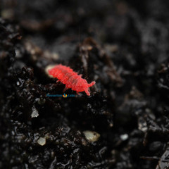 100+ Thai Red Springtail Culture Bioactive Clean Up Crew Feeder LAG