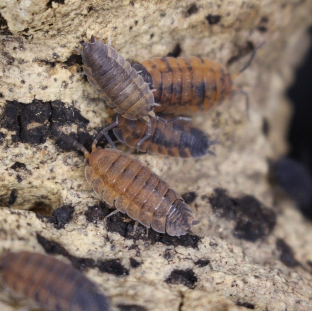 10+ Ct PORCELLIO SCABER ‘Lava’ Isopods