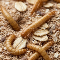 Live Mealworms – FREE Shipping! Bulk, Grown Organic in Texas (100-5000)