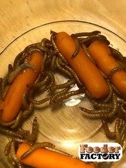 Live Large (.75″-1″) Mealworms – 250-10000 counts – FREE SHIPPING