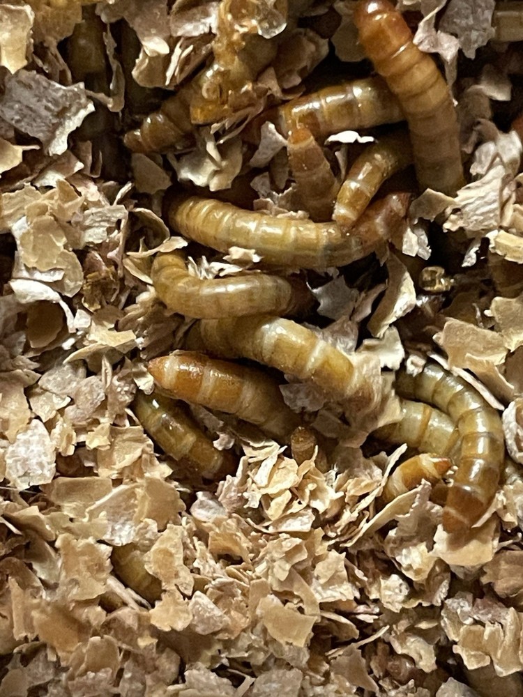 live mealworms 1000