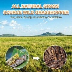 Dried Grasshoppers for Reptiles – All Natural High Protein Insect Treats for …