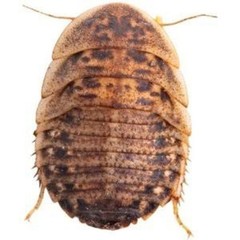 Reptile Feeder Bugs: 100 – 500 Large Dubia Roaches (3/4 – 7/8 in) Free Shipping