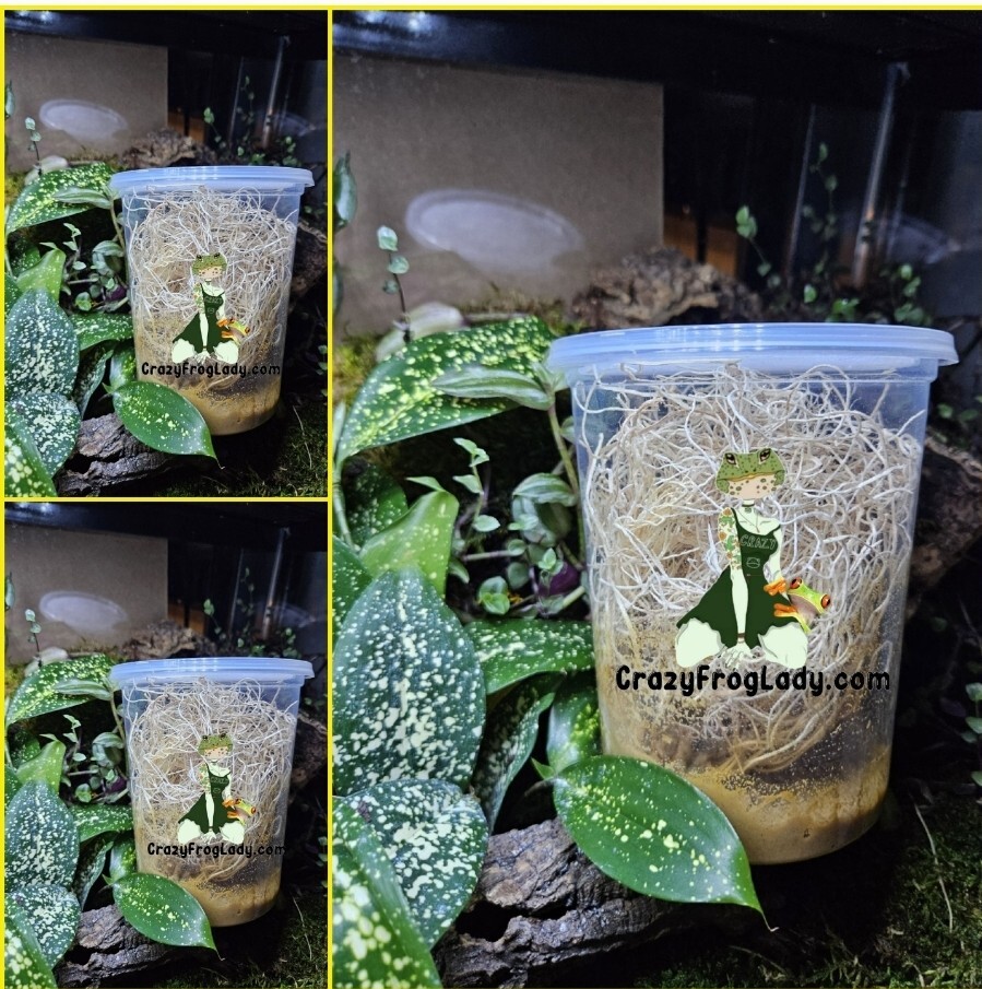 Fruit Fly Cultures 3 Pack NO FLIES Pre-Made FOOD & Excelsior Only Dart Frog Food