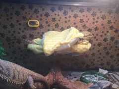 CHECKERED YELLOW LRG RESTING BED SET COVER ONLY NO FRAME BED 4 BEARDED DRAGON