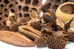 39 Botanical Seed Pods for Isopods, Terrariums, Aquariums, Dart Frogs, Shrimp