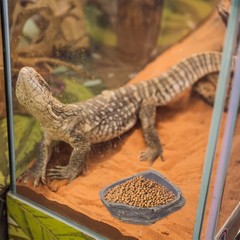Reptile Feeding Bowl Gecko Water Terrarium Leopard Tank Food Dishes