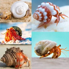 15 Pcs Hermit Crab Shells Natural Seashells for Home Decor Fishtank Aquarium