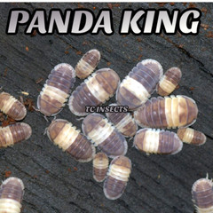 10ct Cubaris Sp. ‘Panda King’| Bioactive Free Shipping Nationwide