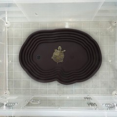 Turtle Habitat Accessories Frog Water Dish Reptile Bathing Pool Terrarium Bowl