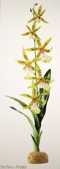 EXO TERRA RAINFOREST PLANT – SPIDER ORCHID