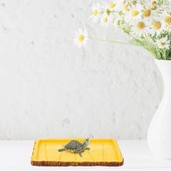 Rectangle Creative Reptile Feeding Basin Tortoise Food Container 2pcs Yellow