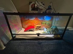 Selling baby bearded dragon with 40 gallon tank and all the things inside