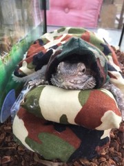 NEW CAMOUFLAGE PRINT LARGE ATTACHABLE RESTING BED SET SOFT COVER 4 BEARDEDDRAGON