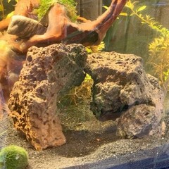 QTY 5 Lava rock 3.5″ to 5″ fish decor, terrarium rocks, organic, natural stone