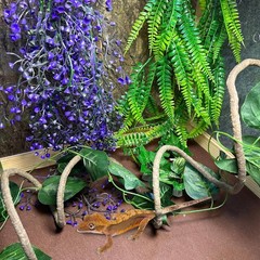 8PCS Bearded Dragon Hammock Reptile Basking Platform Rock Reptile Artificial …