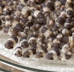 100+ Cubaris Sp. Panda King Isopods~RARE Roly Poly~Pill Bug~Bioactive CUC~LAG