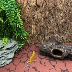 BNOSDM 2PCS Cork Bark Background,11.8″ x 7.9″ Natural Reptile Terrarium Backd…