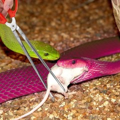 Snake Feeding Tongs,15 Inch Reptile Feeding Tongs,Extra Long Large Tweezers f…