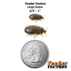Dubia Roaches – 4 different sizes – Adult Males and Females – FREE SHIPPING