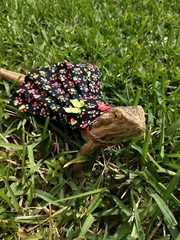 Bearded dragon Dress