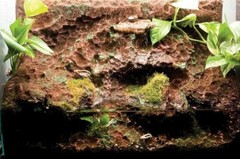 T-Rex Reptile Terrarrium Decor – Rainforest Rapids