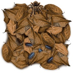 SunGrow 50 Pack Leaf Litter for Spider, Cricket & Isopod, Mini Catappa Brown
