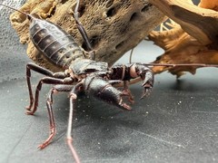 Texas Giant Vinegaroon (Mastigoproctus giganteus) – 2-3 in