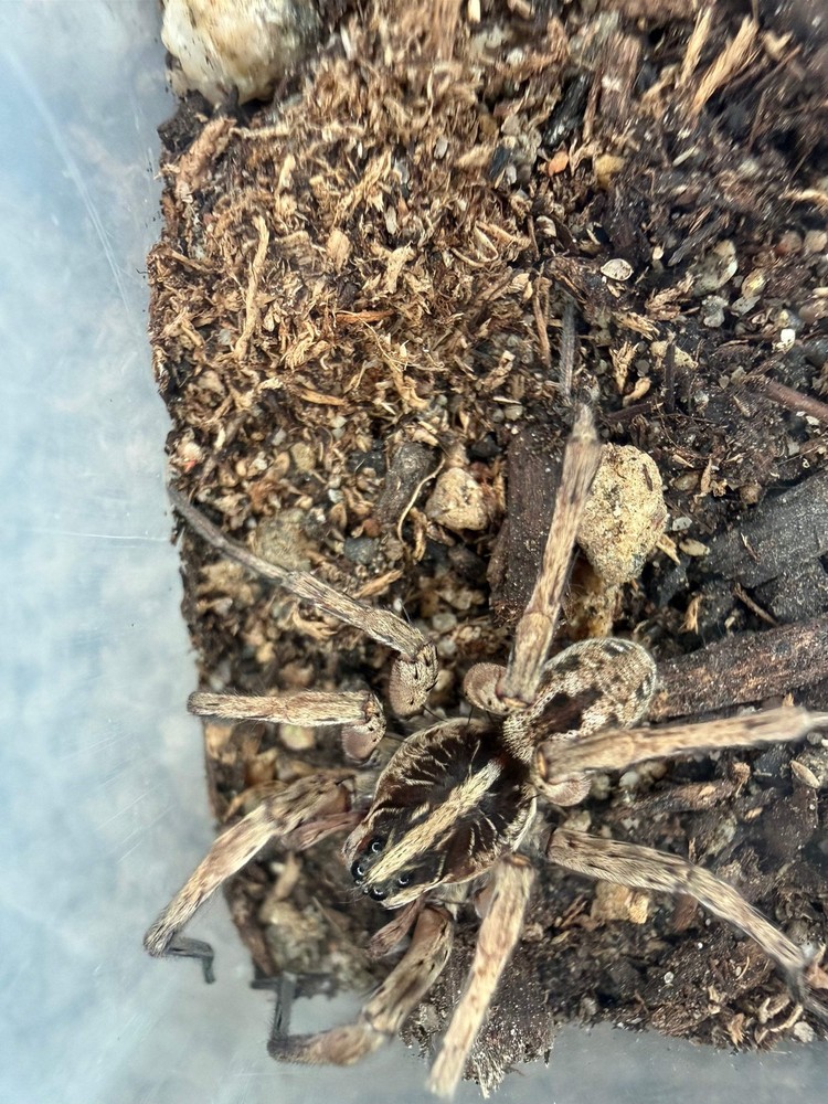 Pine Giant Wolf Spider (Hogna sp. “Pine Giant”) – 1-2 in