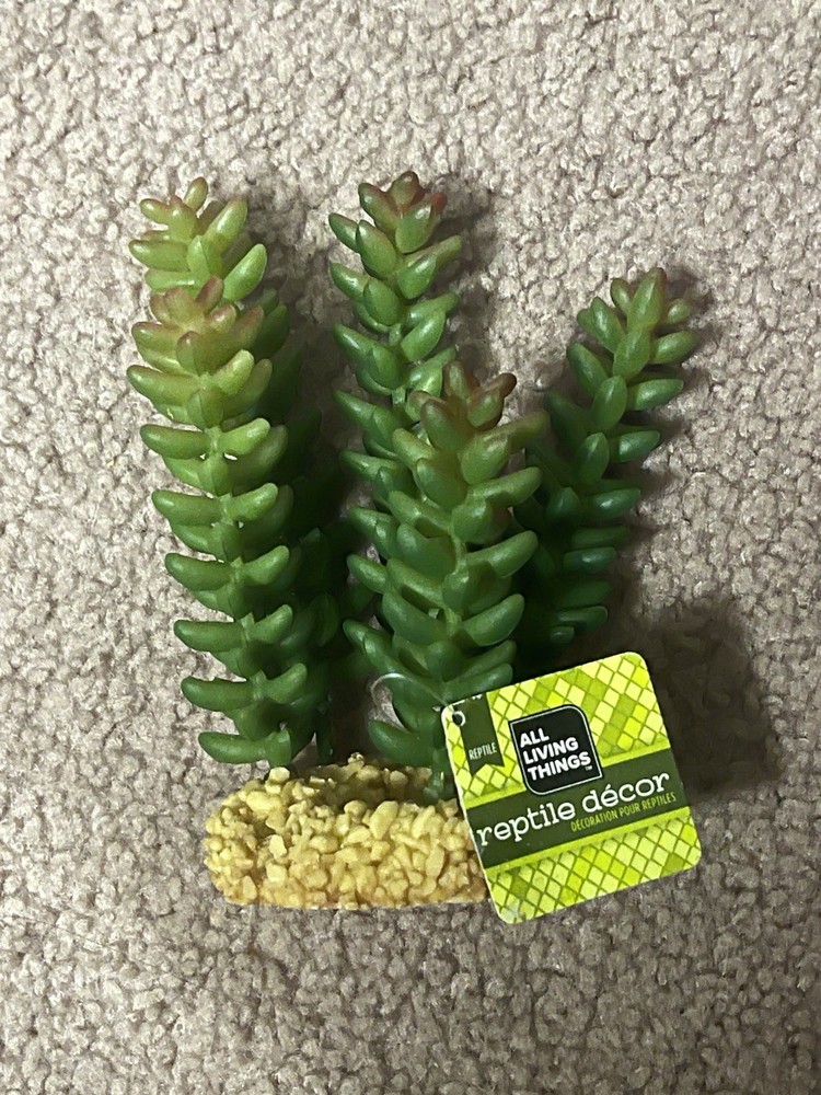 Green DONKEY TAIL Sedum Succulent Aquarium Reptile Plant, Stone Base 6″