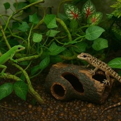 13 PCS Reptile Reptile Eco Bottle Decoration Set – vines, eco bottle plants, …