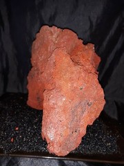 Reptile snake lizard fish aquarium Rock cave