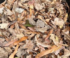 5 Gallons Organic Oak Leaf Litter Vivarium Isopods Reptile Heat Treated Leaves